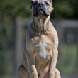 Cane Corso puppies