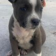 American-staffordshire-terrier kiskutya