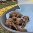 Hungarian vizle puppies