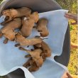 Hungarian vizle puppies