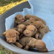 Hungarian vizle puppies