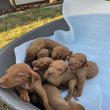 Hungarian vizle puppies