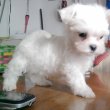 Fehér Bichon Havanese 