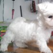 Fehér Bichon Havanese 