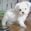 Fehér Bichon Havanese 