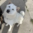 Japán akita inu eladó