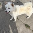 Japán akita inu eladó