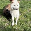 Japán akita inu eladó