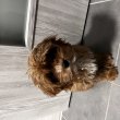 Cavapoo