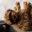 Cavapoo