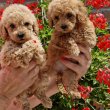 TOY RED AND APRICOT POODLES