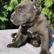 CANE CORSO puppies