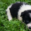 Border collie kan kiskutyák 