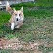 Male Welsh Corgi puppy