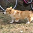 Male Welsh Corgi puppy