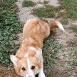 Male Welsh Corgi puppy