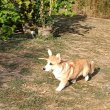 Male Welsh Corgi puppy