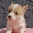 Pembroke walesi corgi kölykök