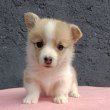 Pembroke walesi corgi kölykök