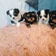 Yorki yorkshire terrier  biewer 