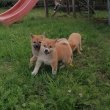 Törzskönyves shiba Inu kiskutyák 