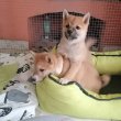 Törzskönyves shiba Inu kiskutyák 