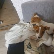 Jack Russell Terrier kölykök