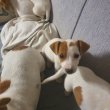 Jack Russell Terrier kölykök