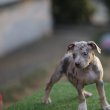 American Pitbull Terrier