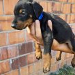 DOBERMAN PUPPIES