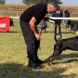 DOBERMAN PUPPIES