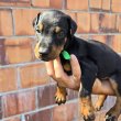 DOBERMAN PUPPIES