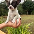 ADORABLE CHIHUAHUA PUPPIES FOR SALE