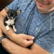 ADORABLE CHIHUAHUA PUPPIES FOR SALE