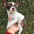 ADORABLE CHIHUAHUA PUPPIES FOR SALE