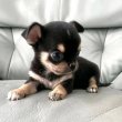 ADORABLE CHIHUAHUA PUPPIES FOR SALE