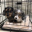 Dachshund puppies for adoption and rehoming 