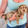 Dachshund puppies for adoption and rehoming 