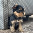 Yorkshire terriers for sale