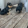 Yorkshire terriers for sale