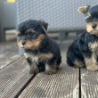 Yorkshire terriers for sale