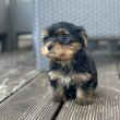 Yorkshire terriers for sale