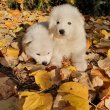 Samoyede kiskutyák eladók!