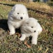 Samoyede kiskutyák eladók!