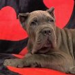 Cane Corso KIVÁLÓ MINŐSÉG