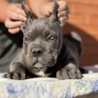 Cane Corso KIVÁLÓ MINŐSÉG