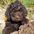 Lagotto Romagonolo