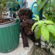 Lagotto Romagonolo