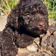 Lagotto Romagonolo