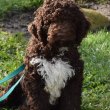 Lagotto Romagonolo